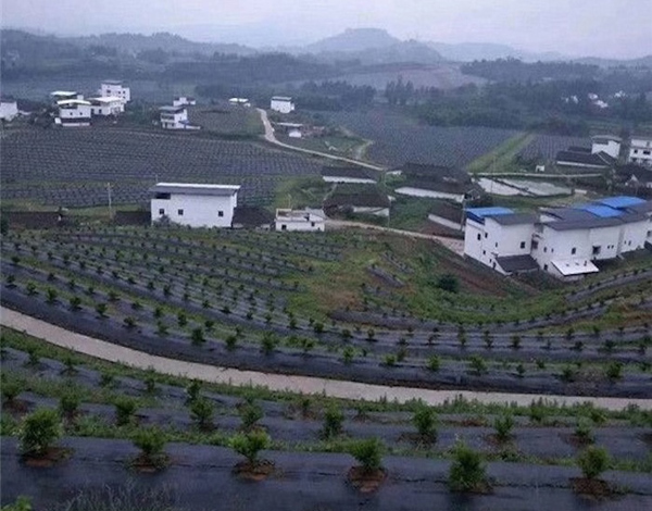 防草布鋪設(shè)案例